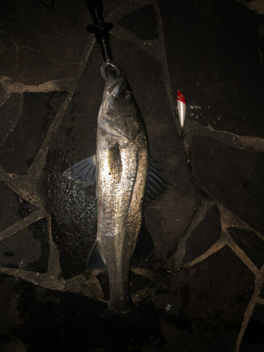 シイラの釣果