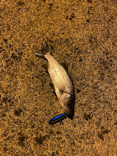 ネンブツダイの釣果