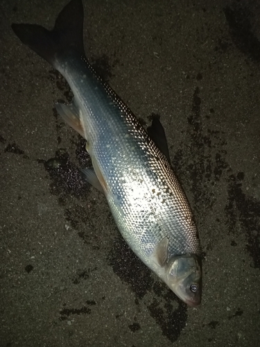 ウグイの釣果