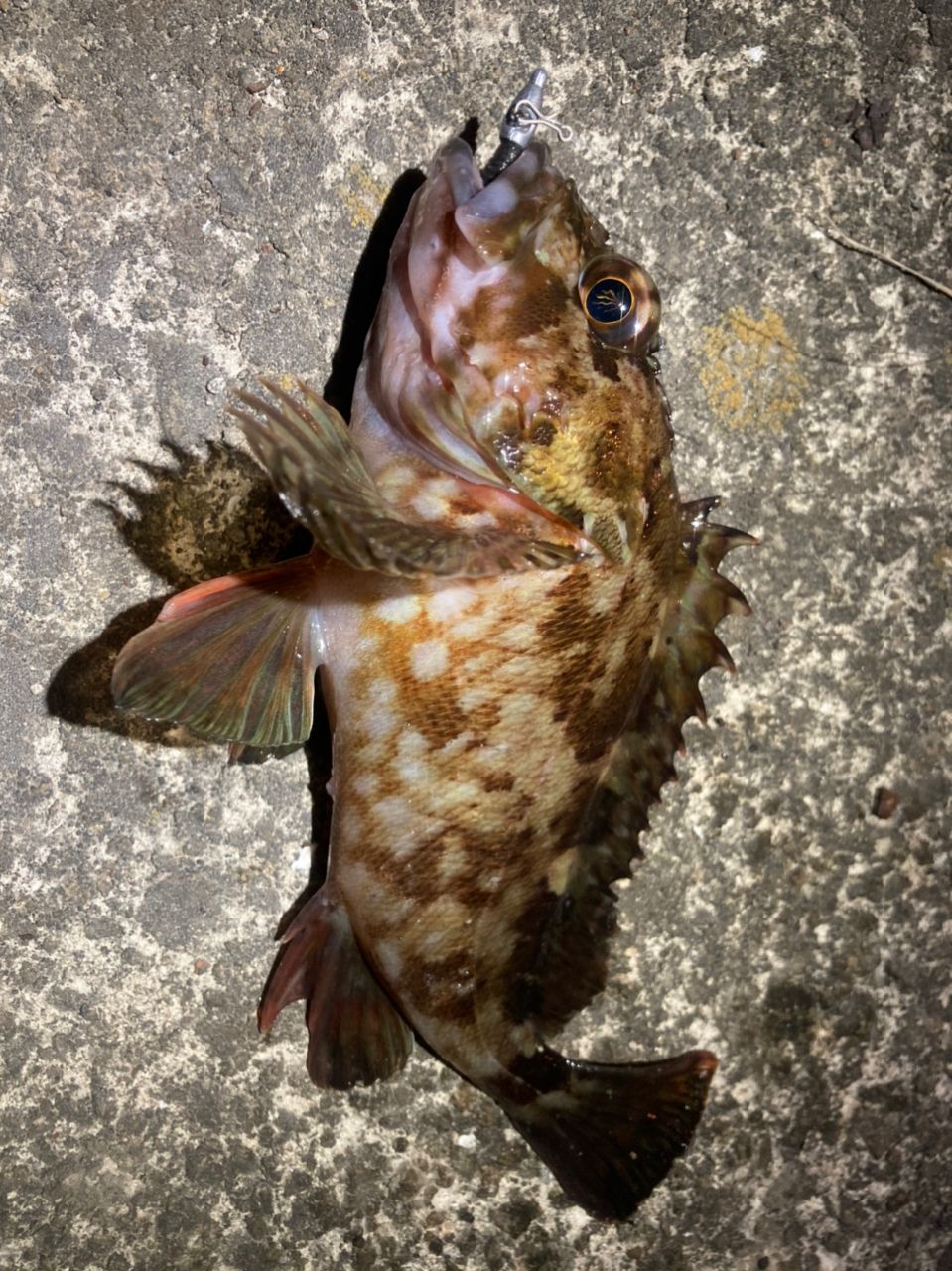 メバル