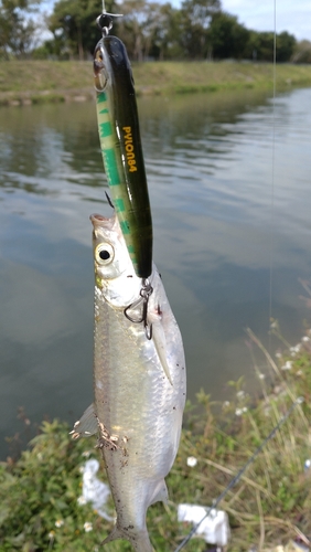 イワシの釣果