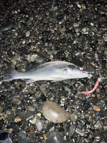 イシモチの釣果