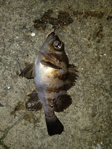 メバルの釣果