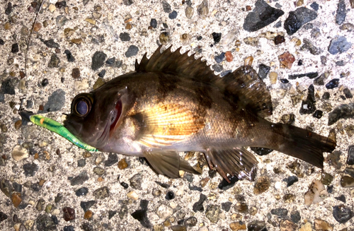 シロメバルの釣果