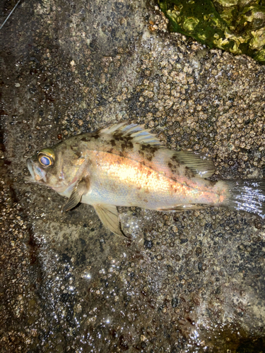 クロメバルの釣果