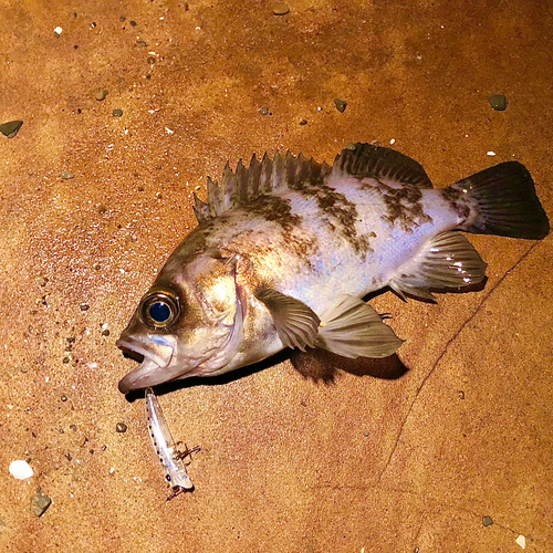 メバルの釣果