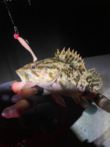 タケノコメバルの釣果