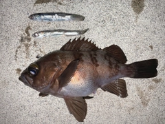 メバルの釣果