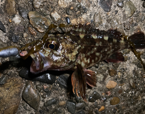 ガシラの釣果