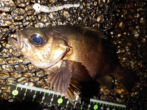 メバルの釣果