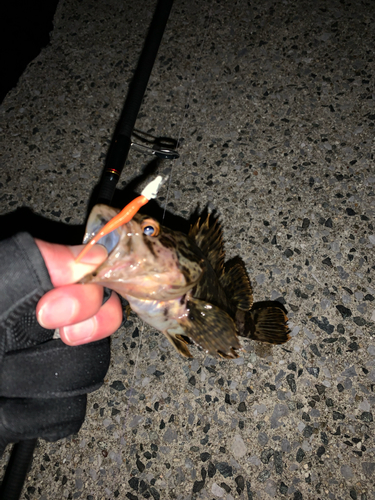 タケノコメバルの釣果