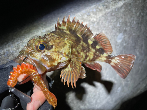 カサゴの釣果