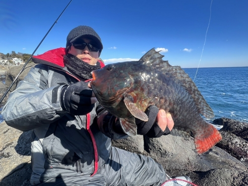 ブダイの釣果