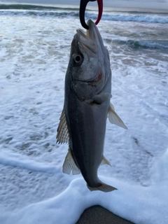 フッコ（マルスズキ）の釣果