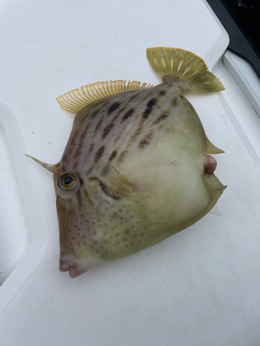 カワハギの釣果