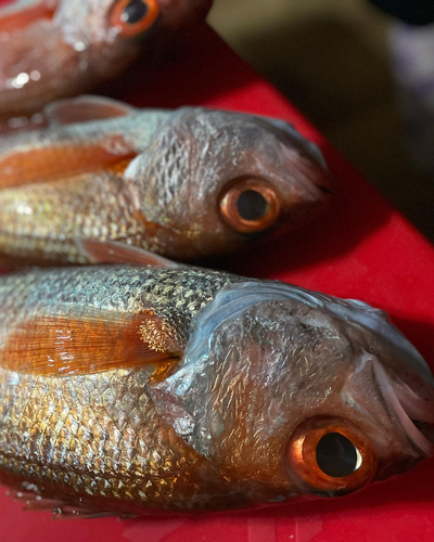 アカムツの釣果