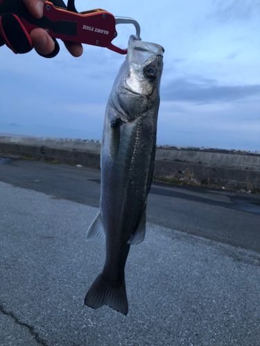 セイゴ（マルスズキ）の釣果