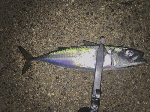 サバの釣果