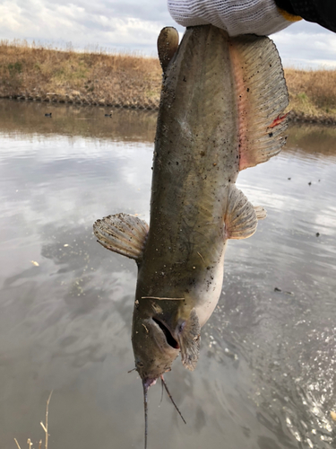 アメリカナマズの釣果