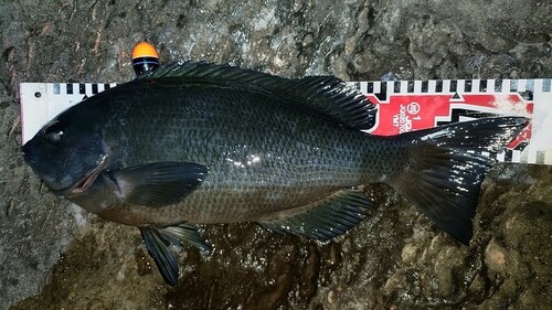 メジナの釣果