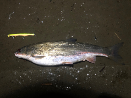 マルタウグイの釣果