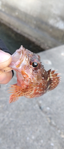 カサゴの釣果