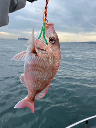 マダイの釣果