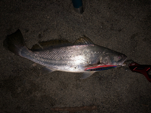 ニベの釣果