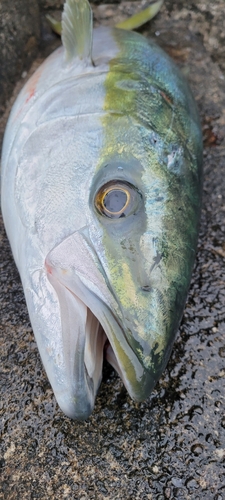 ブリの釣果