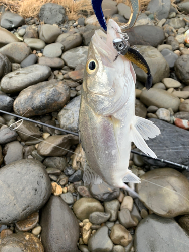 セイゴ（タイリクスズキ）の釣果