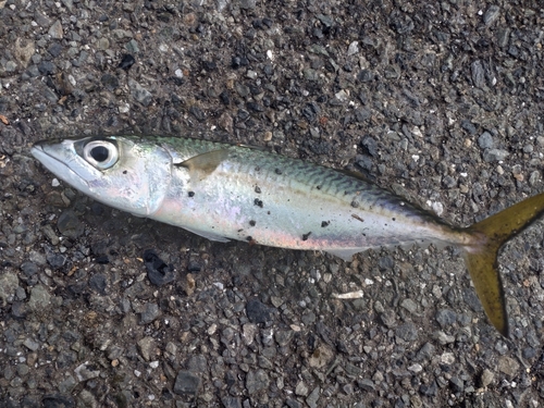 サバの釣果