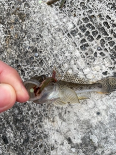 マハゼの釣果