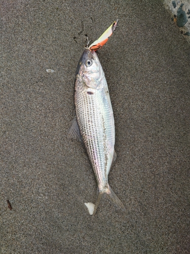 コノシロの釣果