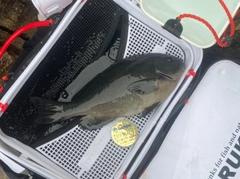 クチブトグレの釣果