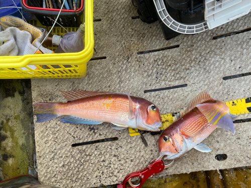 アマダイの釣果