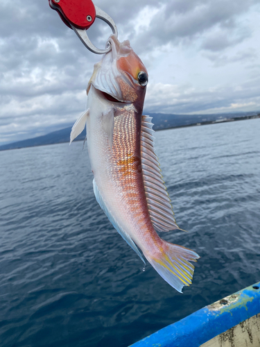 アマダイの釣果