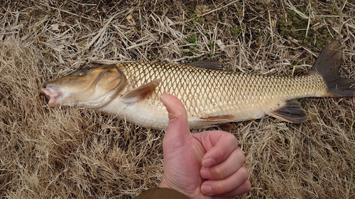 ニゴイの釣果