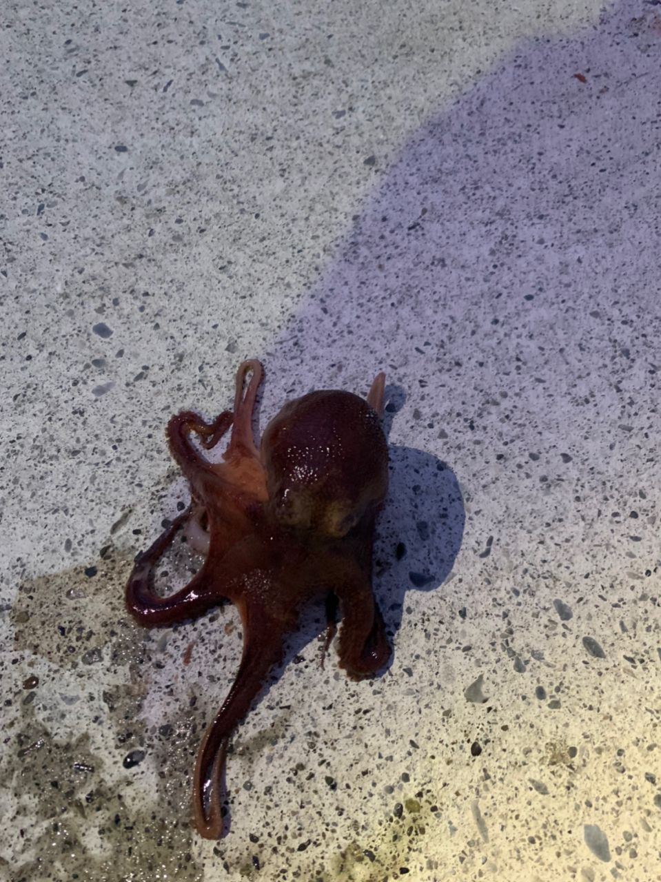タコ