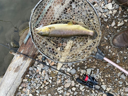 トラウトの釣果