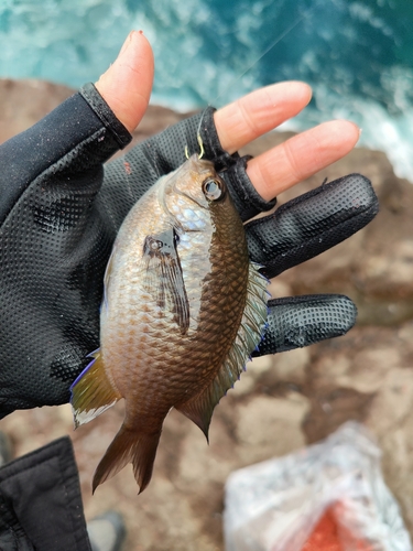 スズメダイの釣果