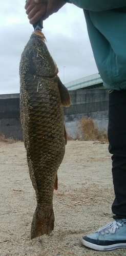 コイの釣果