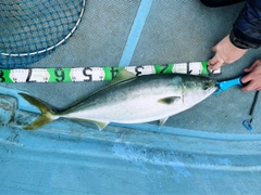 メジロの釣果