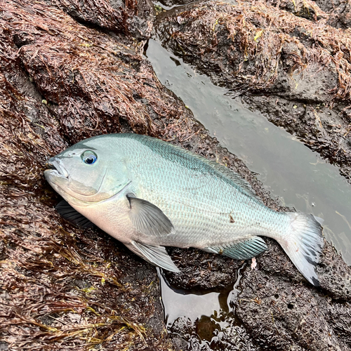 クチブトグレの釣果