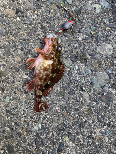 カサゴの釣果