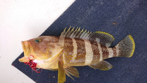 アオハタの釣果