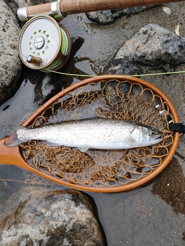 アマゴの釣果