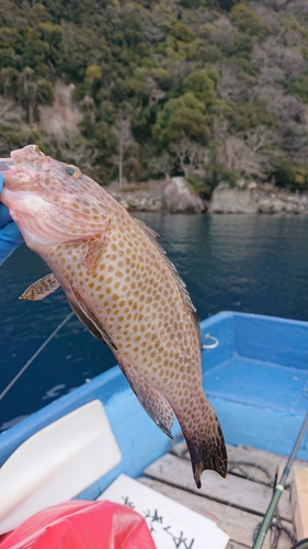 オオモンハタの釣果