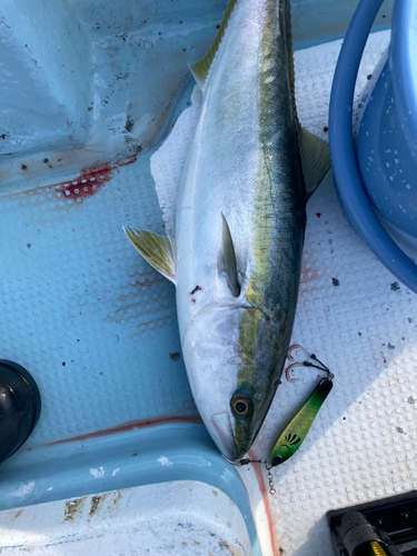 ワラサの釣果