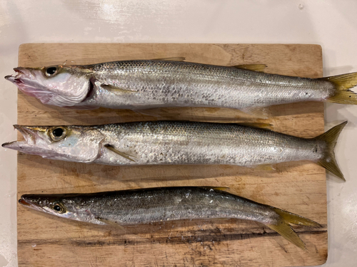 カマスの釣果