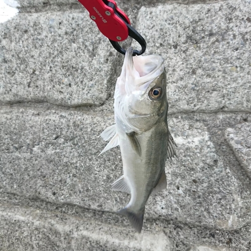 セイゴ（マルスズキ）の釣果